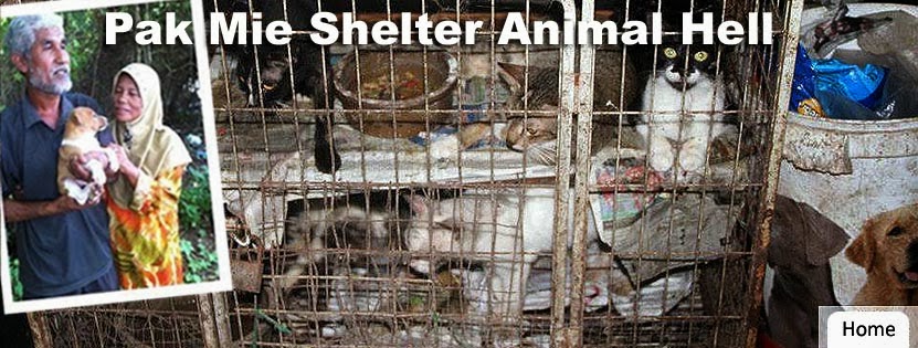 Pak Mie Shelter Animal Hell