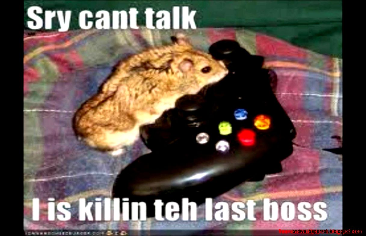 Funny Pictures Of Hamsters With Guns Free Nexus Wallpapers Funny Pictures Of Hamsters With Guns Free Nexus Wallpapers