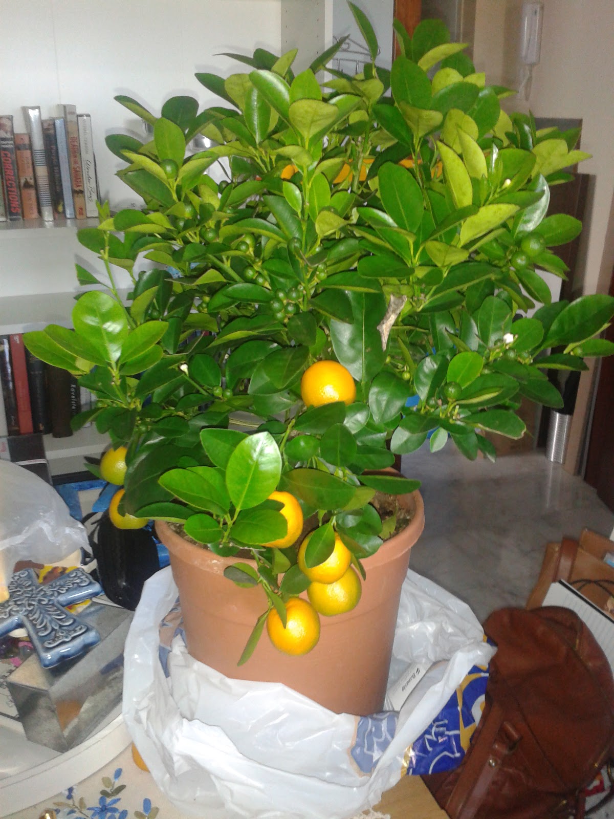 Our dwarf orange tree