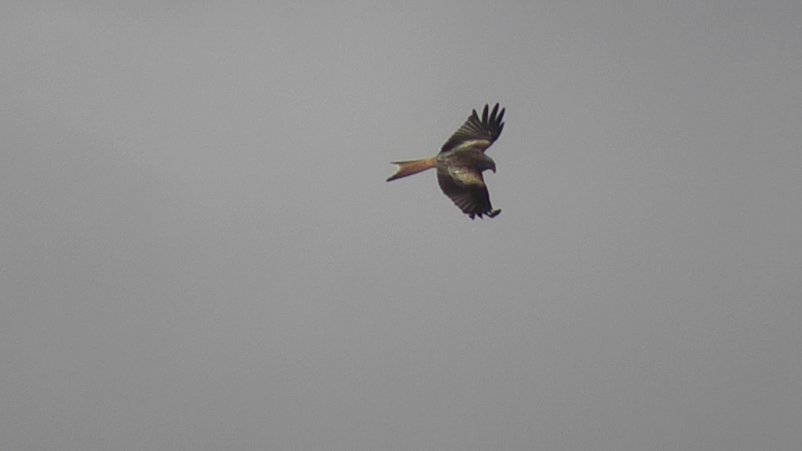 Animals and kids Red Kite eating in Mid Flight