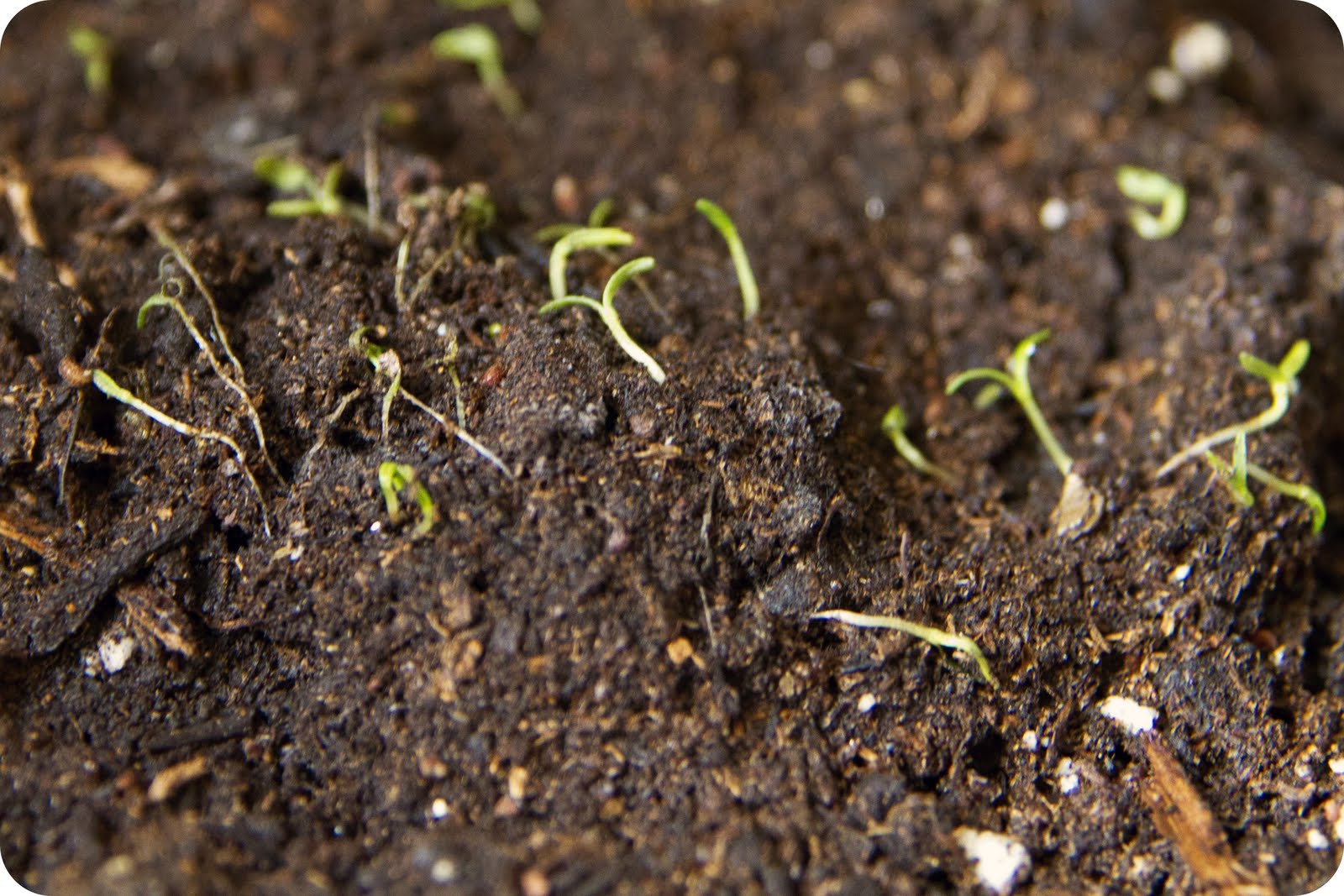 My little seedlings…. » Belle Esprit Photography