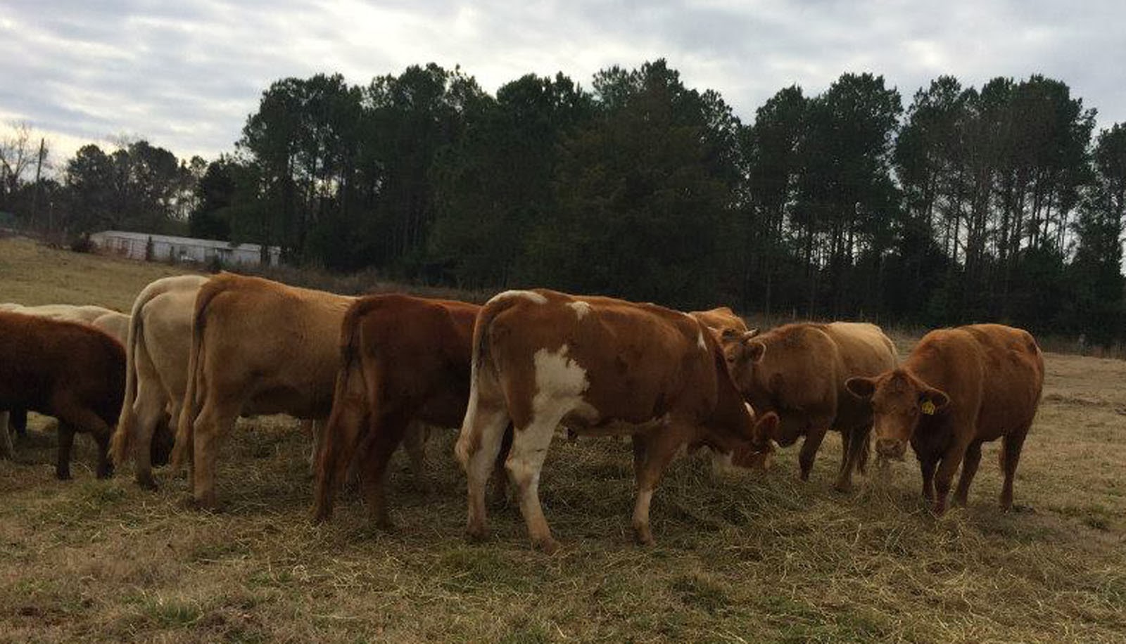 Cooking With Mary and Friends West Ridge Farms Premium Beef Farm Tour