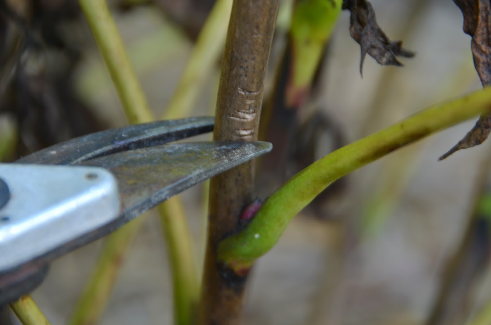Southern Peony 2015 How to Cut Back an Intersectional Peony