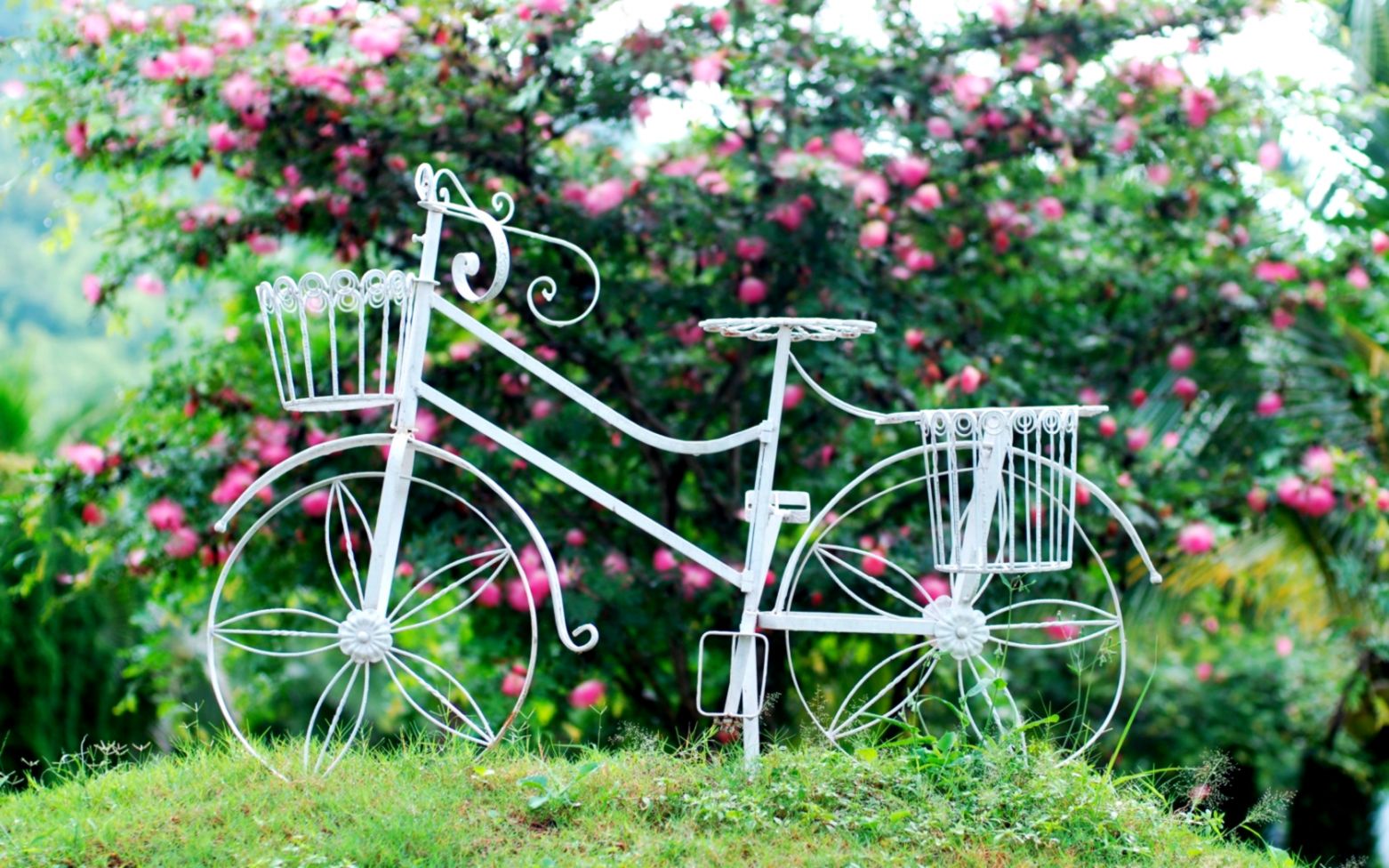 Bikes For Girls With Basket Wallpaper Cool HD I HD Images