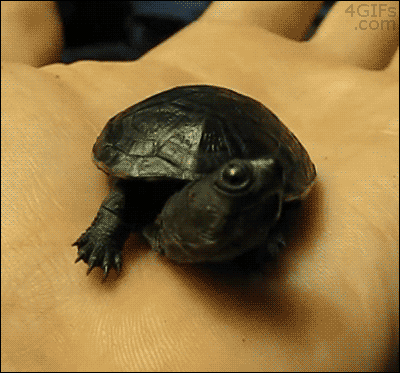 Funny animal gifs - part 112 (10 gifs), baby turtle yawning