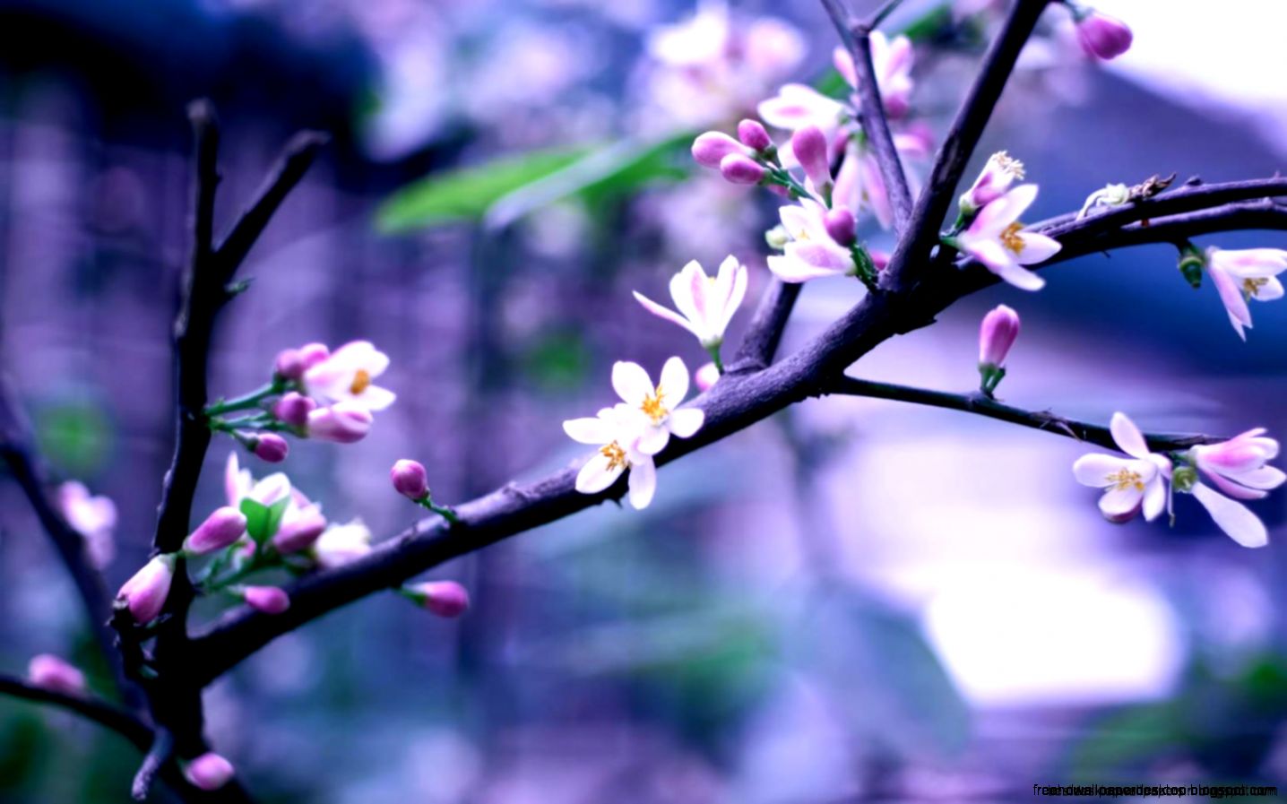 Twig Flowers Bokeh Hd Wallpaper Best Desktop Wallpapers Twig Flowers Bokeh Hd Wallpaper Best Desktop Wallpapers