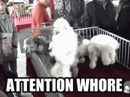 attention+whore.gif