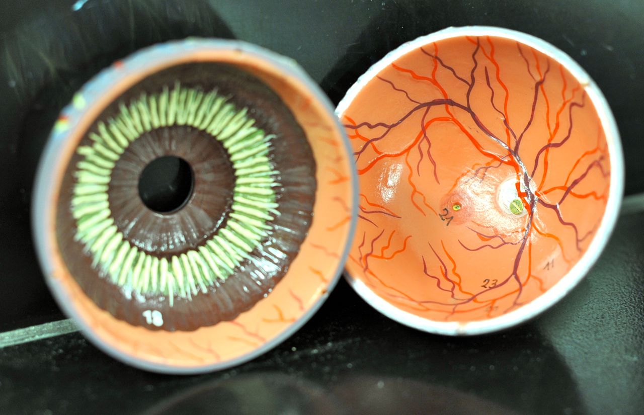 Human Anatomy Lab: Eye Models