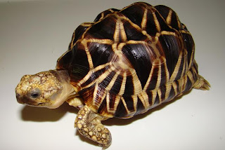 burmese starred tortoise