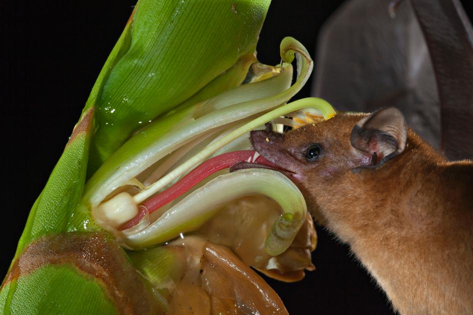 Halloween Bats and Bonfires