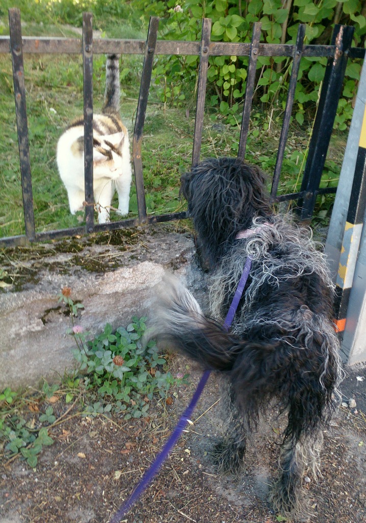 Schapendoes ramlar i sjön, löper snart och testar gpra HUNDLYCKA