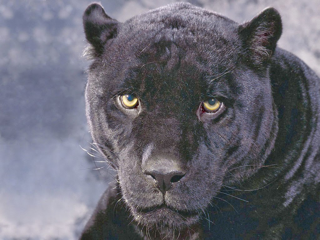 Black Puma pic 51