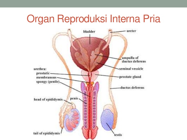 Apakah Saluran Kencing Sama Dengan Saluran Sperma Tanya Alodokter Apakah Saluran Kencing Sama Dengan Saluran Sperma Tanya Alodokter