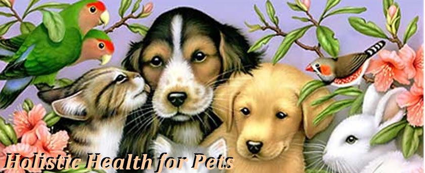 Holistic Health for Pets