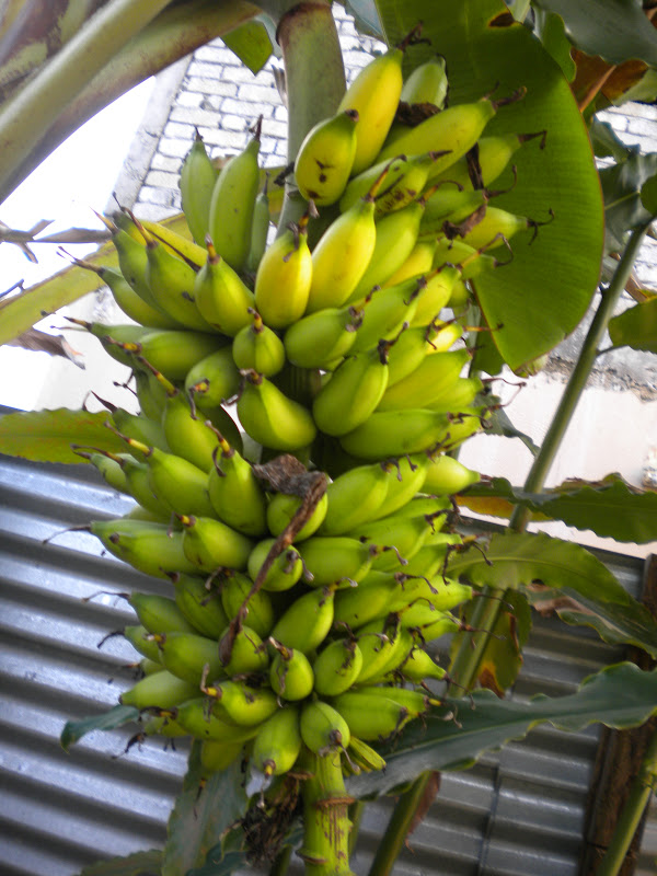 Budidaya Pisang Kepok 40 Hari Panen Contoh Usaha Kecil Kecilan