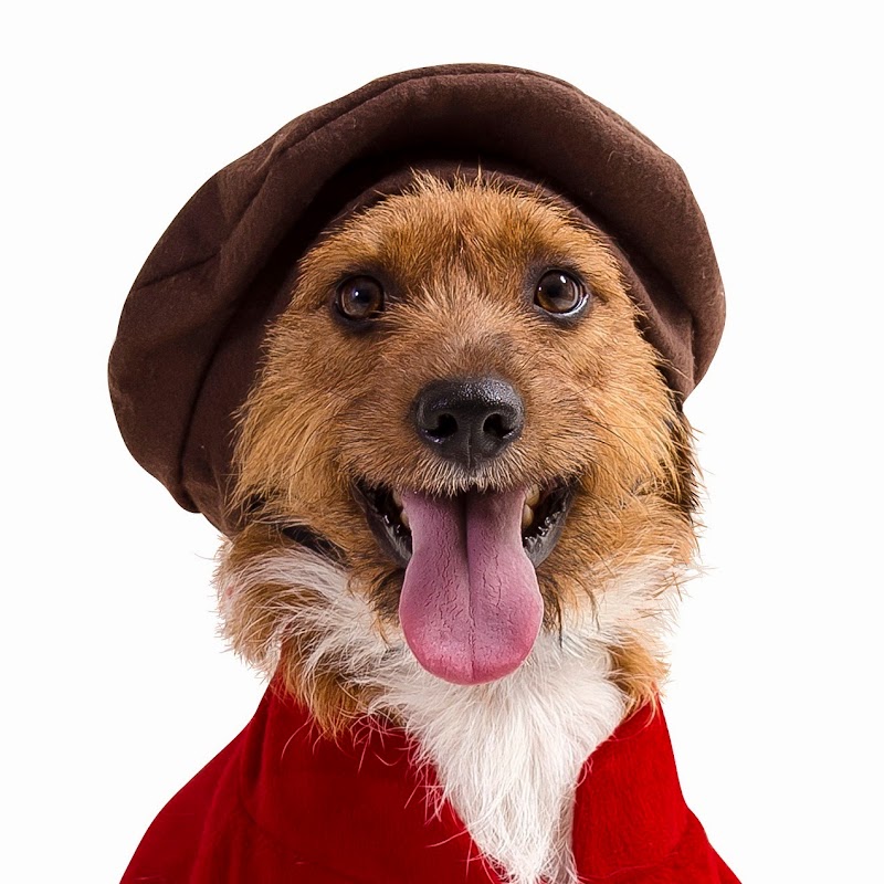 MorumbiShopping promove a adoção de cães vira-latas no próximo domingo MorumbiShopping promove a adoção de cães vira-latas no próximo domingo