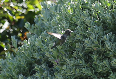 Canon 5D Mark III Hummingbird in Flight Canon 5D Mark III Hummingbird in Flight