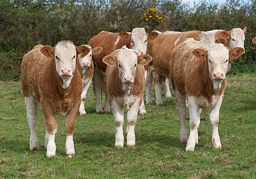 Laptedevanzare Vaci De Lapte De Vanzare In Rate Modalitati De A Slabi Vaci De Vanzare Bistrita Nasaud 2015 Modalitati De A Slabi