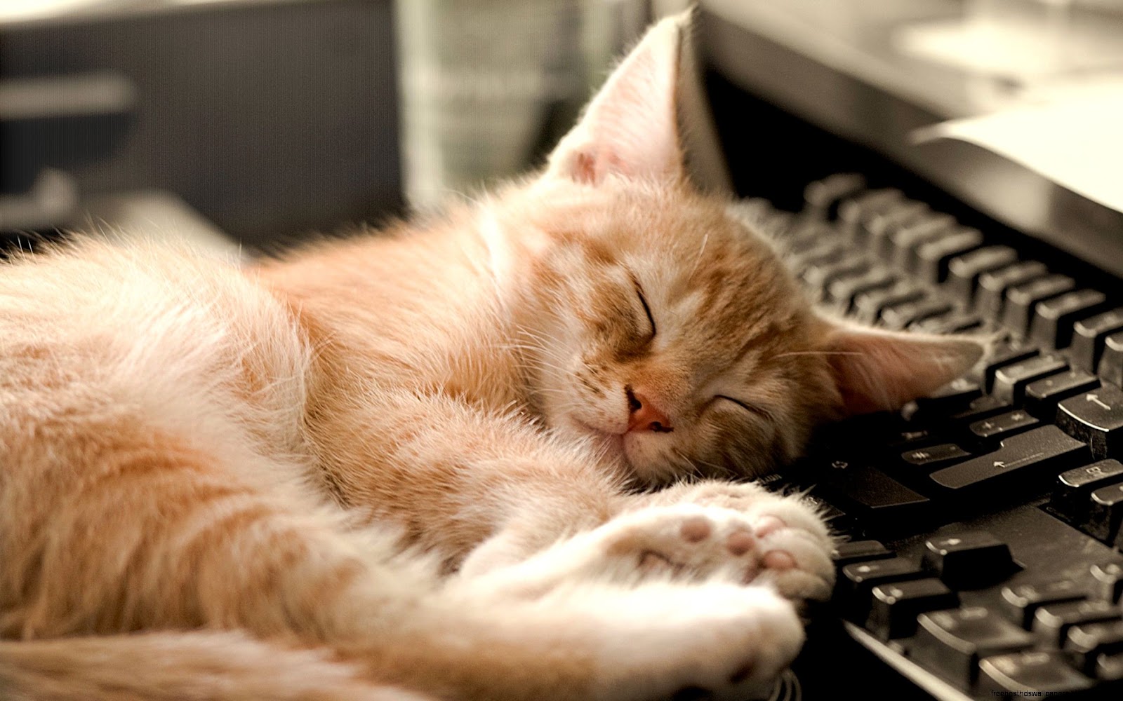 Cat Sleeping On Keyboard Cat Sleeping On Keyboard