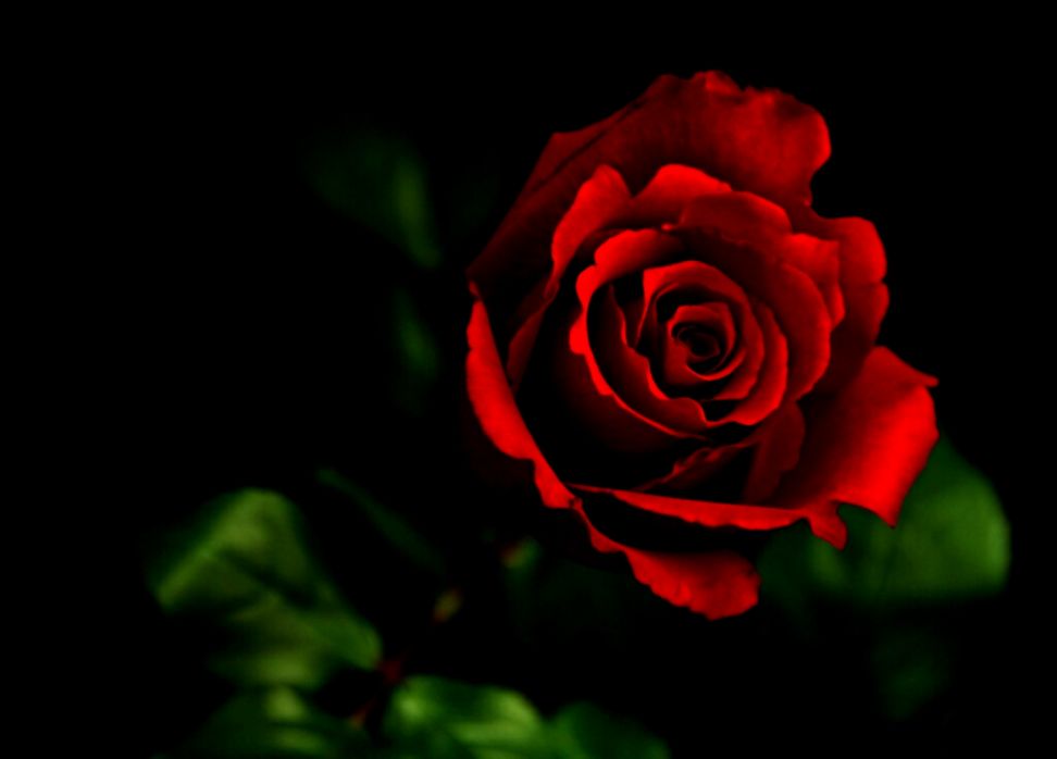 Flowers Red Roses Hd Wallpaper