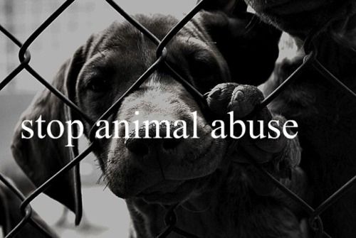 Stop Animal Abuse