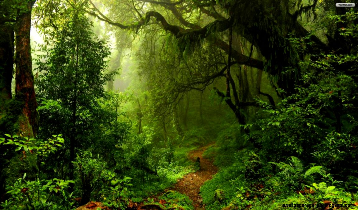 YouWall Dark Green Forest Wallpaper wallpaperwallpapersfree YouWall Dark Green Forest Wallpaper wallpaperwallpapersfree