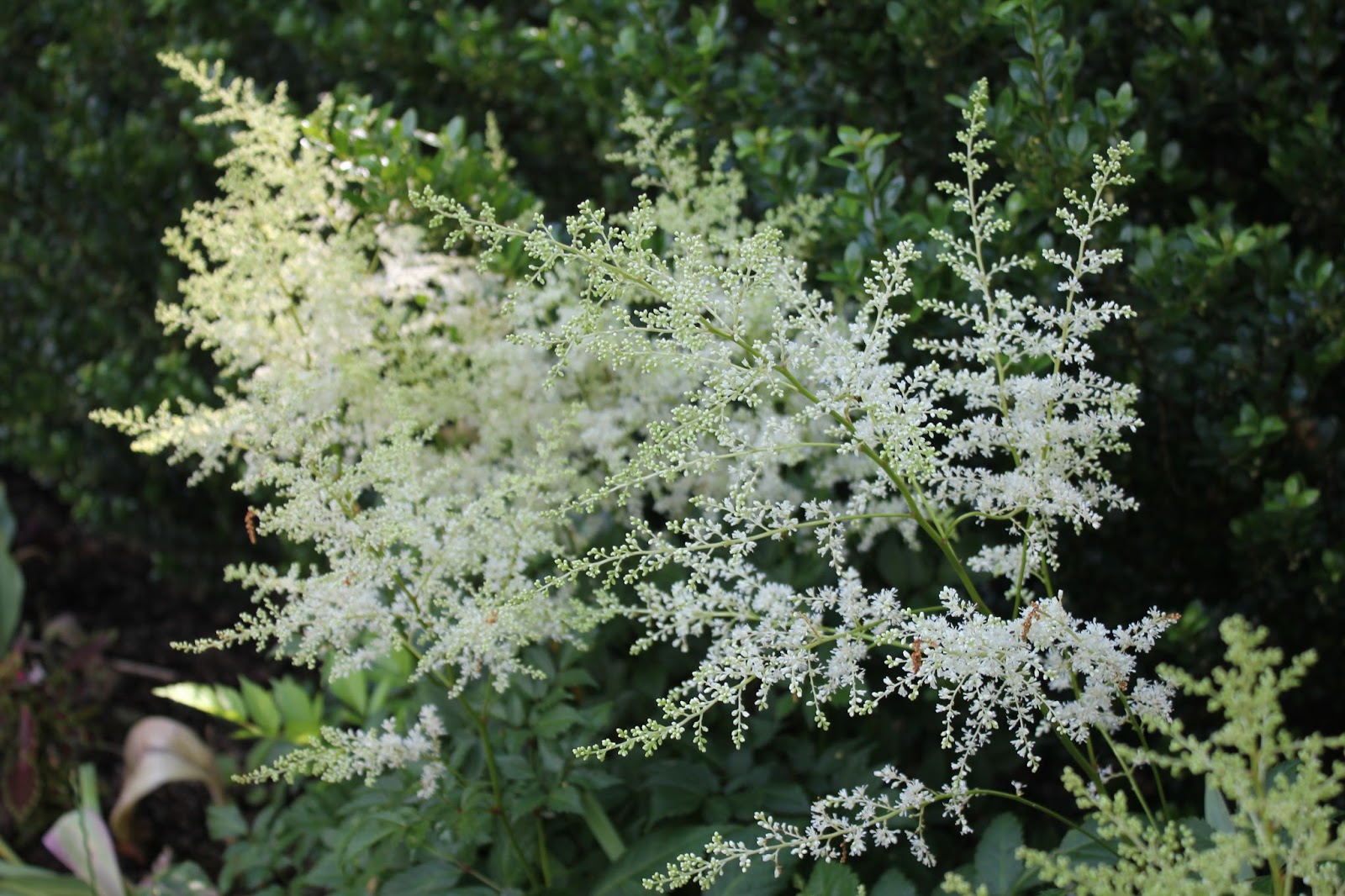 Gardening and Gardens Feathery Plumes of Astilbe