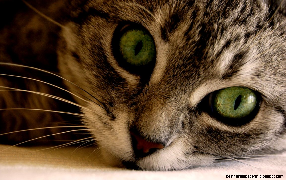 Cat Close Up Top Images Cat Close Up Top Images