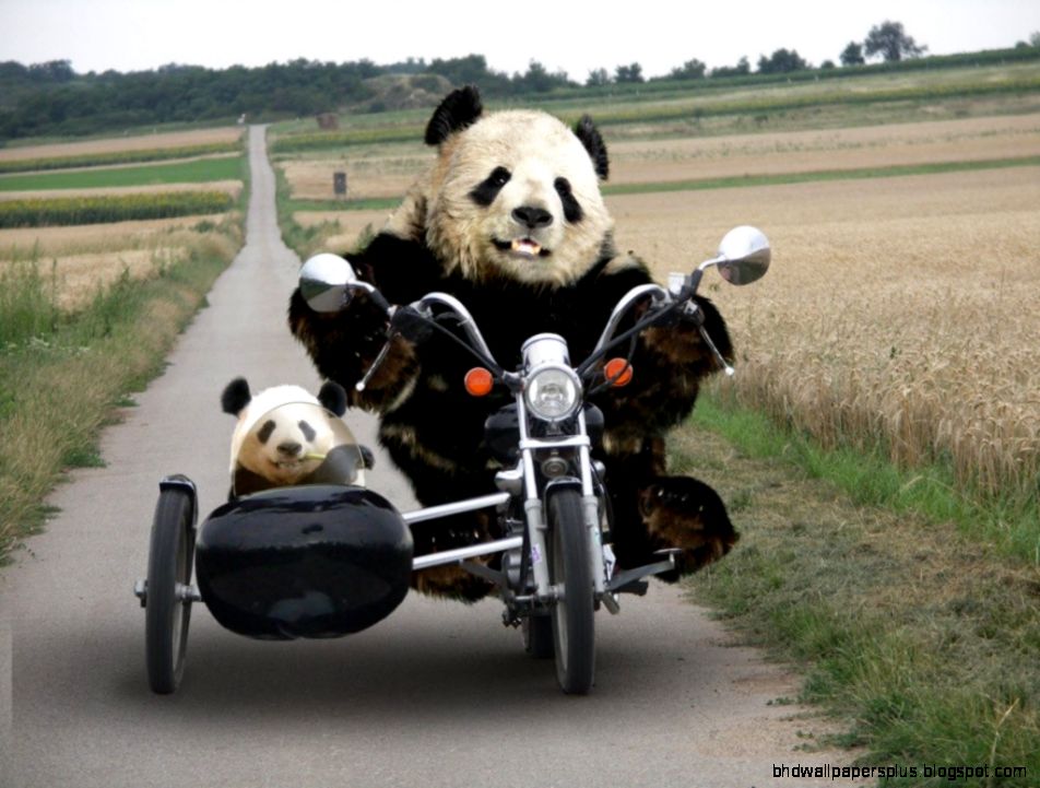 panda Funny24 panda Funny24