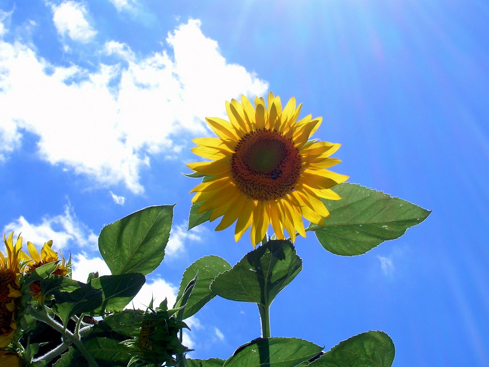 animalfriendly eating sunflower with multiple blooms