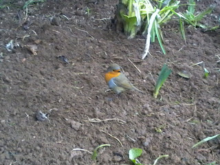 one robin