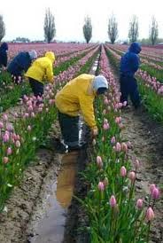 International Migrants Day