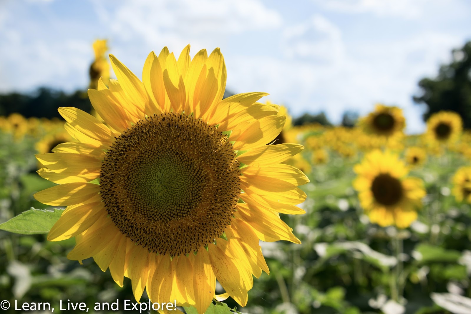 Sunflower Fields of Maryland Learn, Live, and Explore!