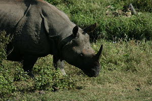 Wild bull rhino just 15 meters from us.(Sunday 27-11-2011):- Photo by  Sally.Carlton (Australia).