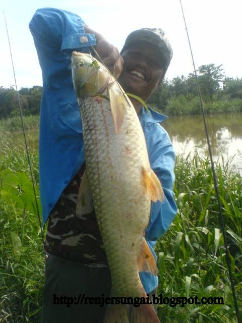 Renjer Sungai Info Tentang Ikan Tongsan