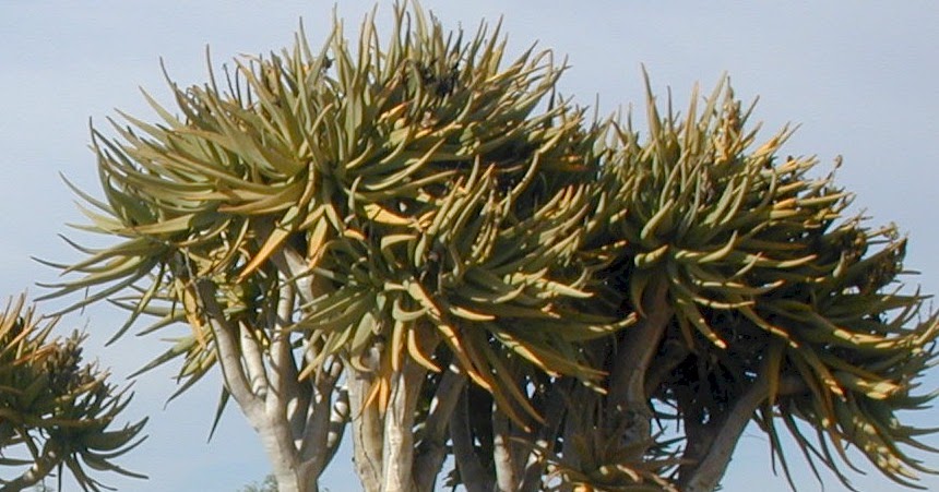 quiver tree scientific name quiver tree scientific name