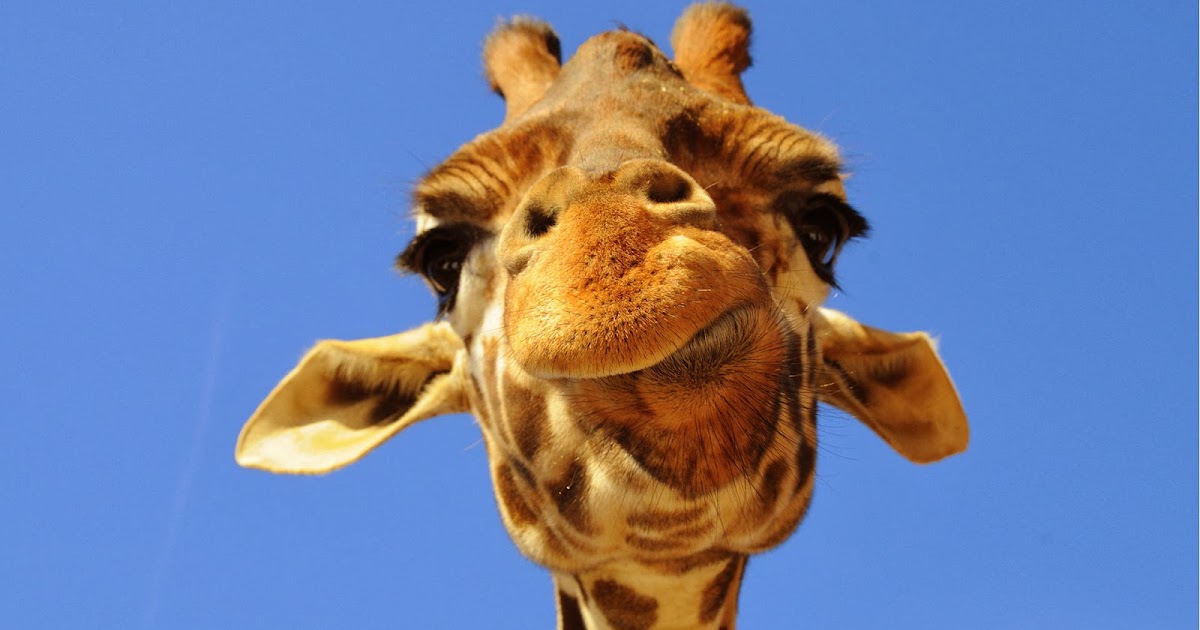 Giraffe Facebook Profile Photo Explained | Celebrity 2014