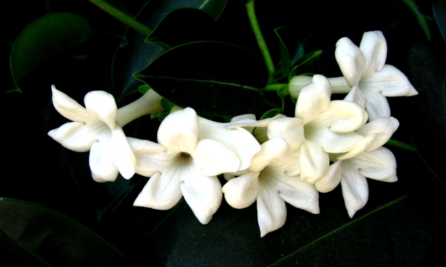 White Jasmine Flower White Jasmine Flower