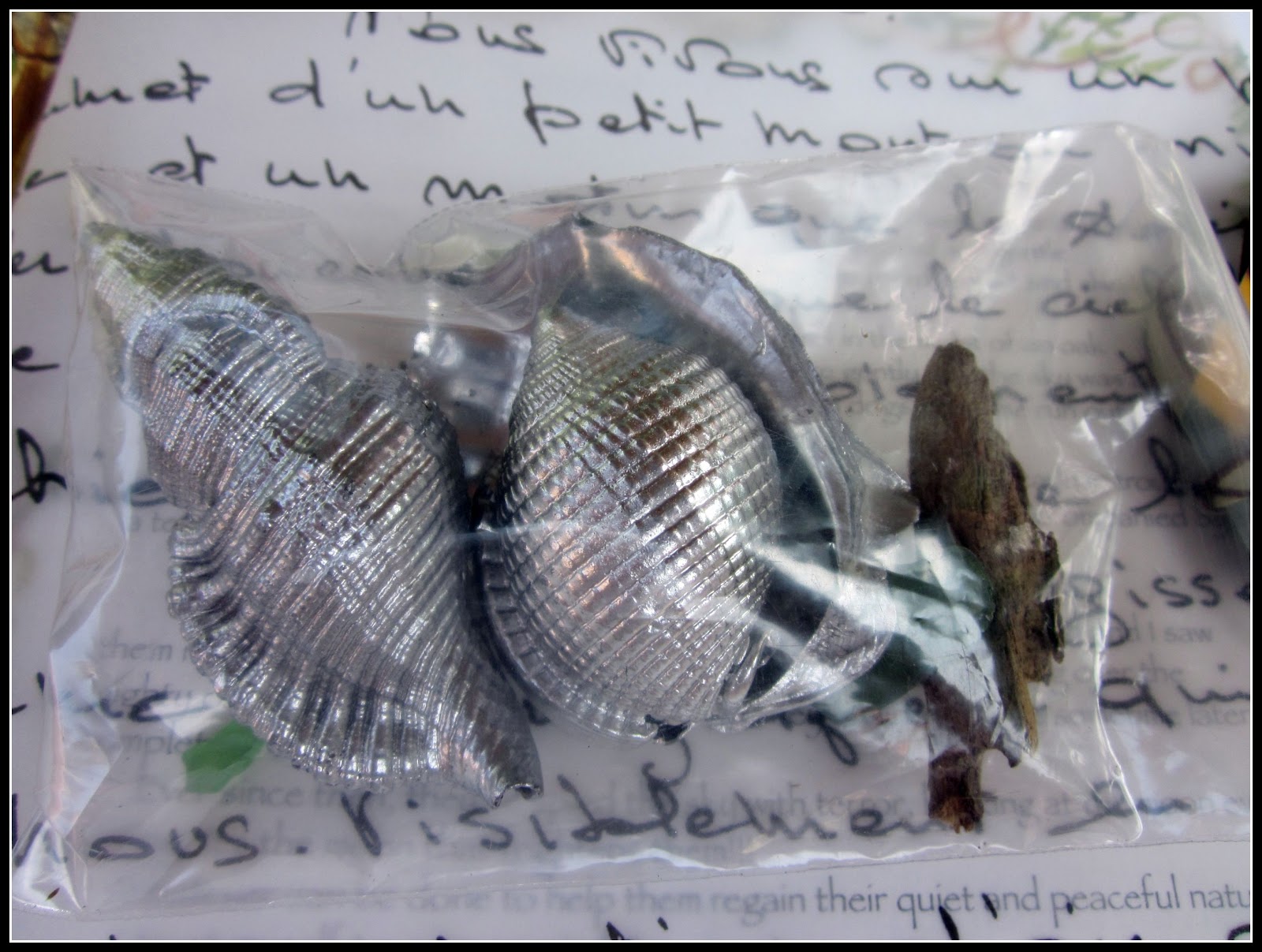 homeroad Susan's Shiny Sea Shells