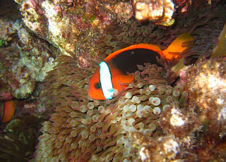 Ikan Nemo Kuning