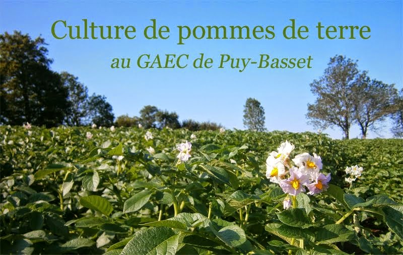 Culture de pommes de terre au GAEC de Puy-Basset
