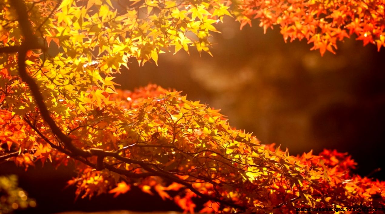 Autumn beautiful computer desktop wallpaper 47871 Autumn Theme Autumn beautiful computer desktop wallpaper 47871 Autumn Theme