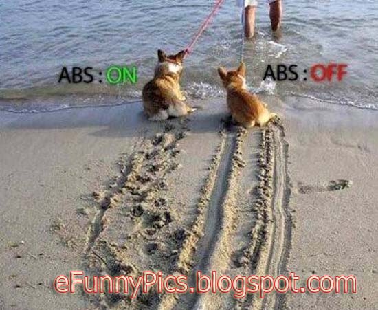 Dogs with and without ABS