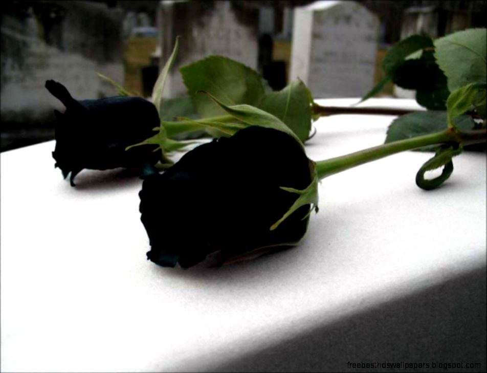 Rare Black Rose Only Grows in a Village in Turkey Rare Black Rose Only Grows in a Village in Turkey