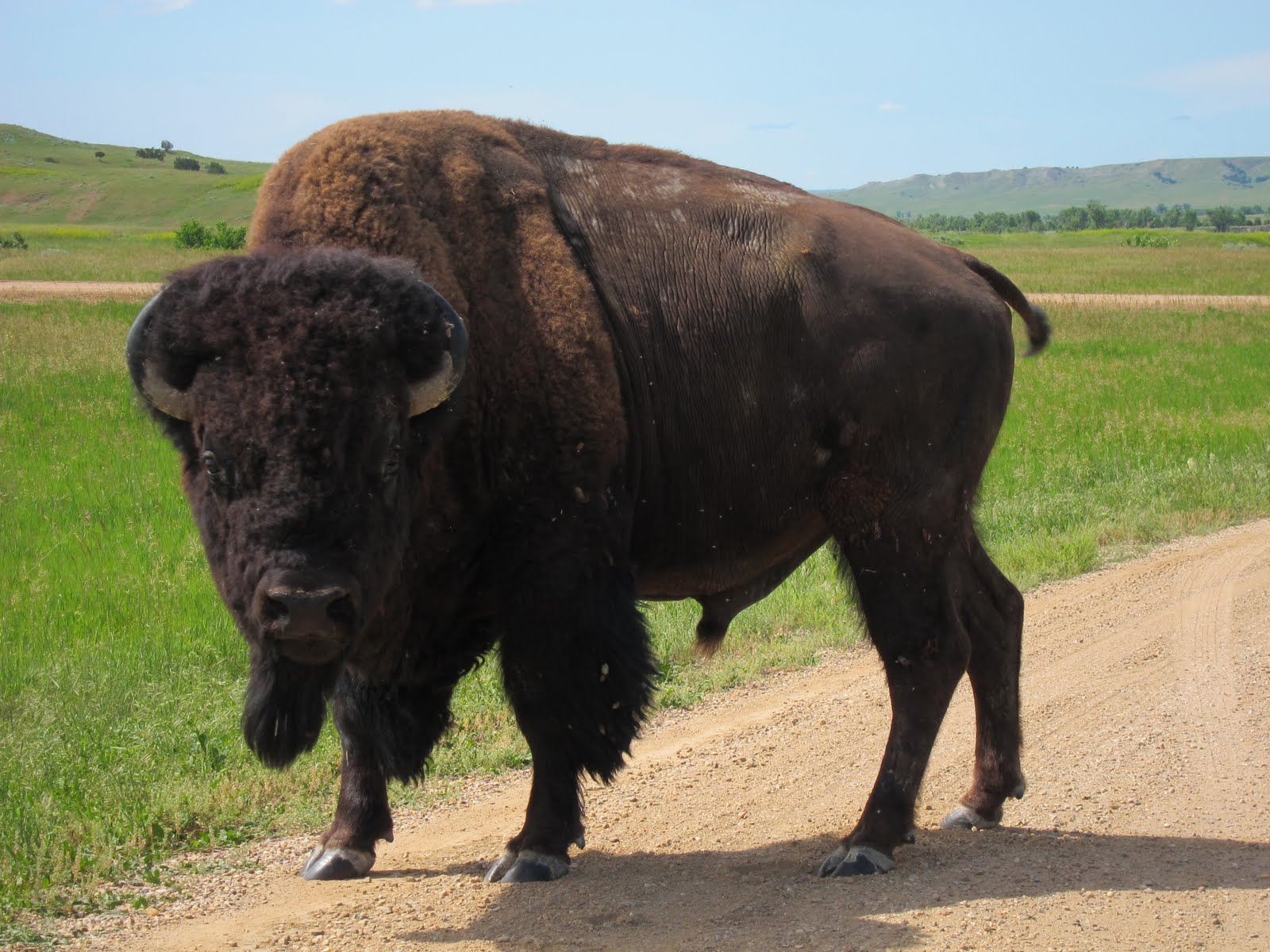 Bison And Buffalo