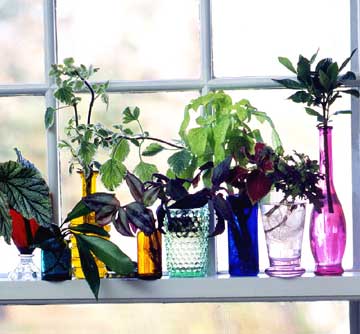 Windowsill Gardening