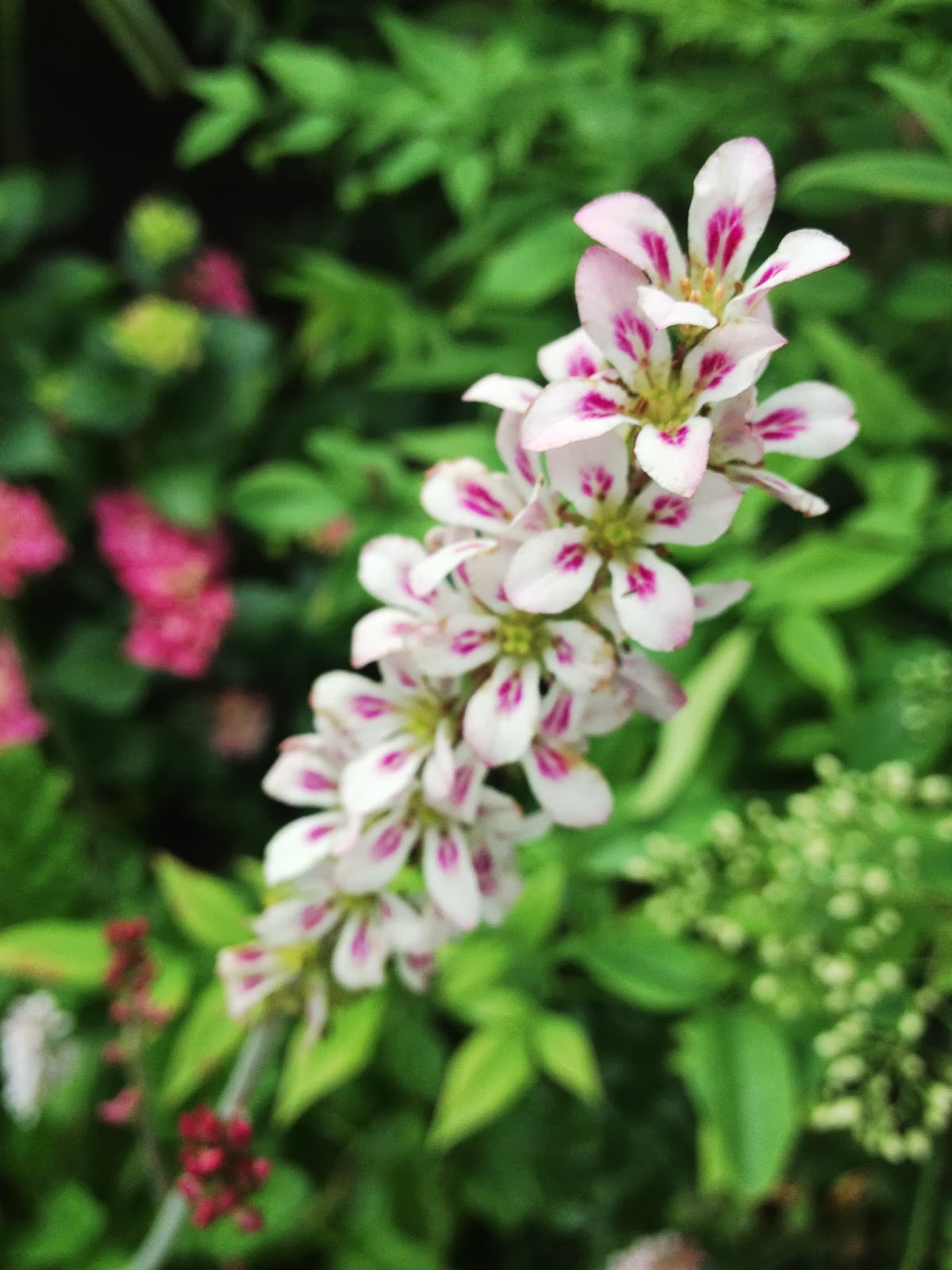 Future Plants By Randy Stewart Escallonia