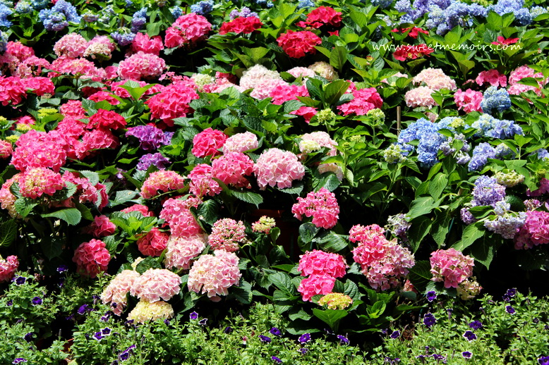 Cherry Berry 5 Chinese New Year Flowers and Their Meaning