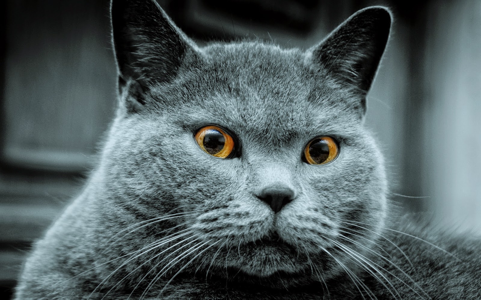 Ρωσικη μπλε γατα (Russian blue) Έχω και 'γώ γάτα