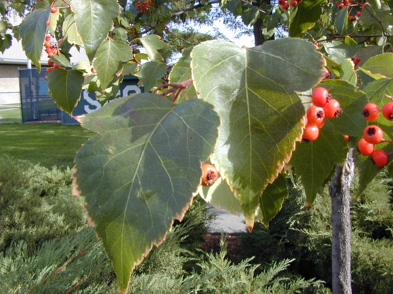 Trees of Santa Cruz County Crataegus phaenopyrum Washington Thorn